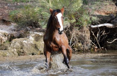 Horse standing in a river