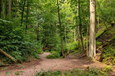 Dirt road amidst trees in forest