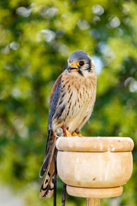 Close-up of owl perching on wood