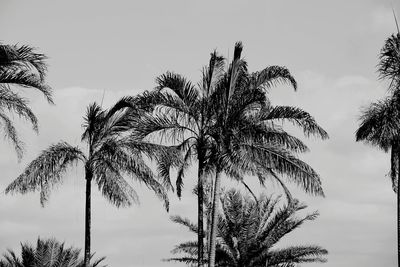 Low angle view of palm trees against sky