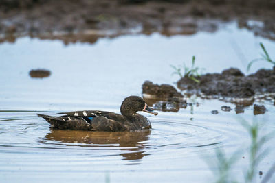 Duck swimming in a lake