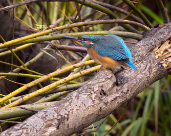 Close-up of bird perching on branch
