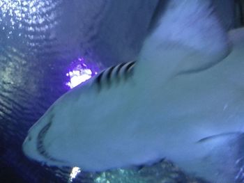 Close-up of fish swimming in sea