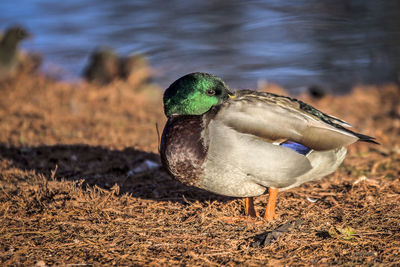 Close-up of bird