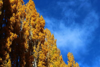 Low angle view of trees against sky during autumn