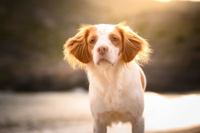 Portrait of dog looking away outdoors