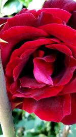 Close-up of red rose