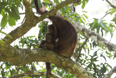 Low angle view of monkey on tree