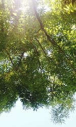 Low angle view of trees