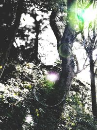 Low angle view of trees on sunny day