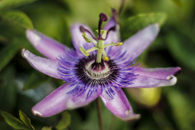 Close-up of purple flower