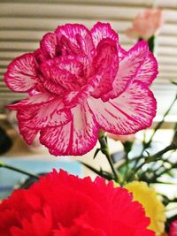 Close-up of pink flower blooming outdoors