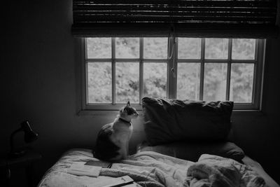Cat relaxing on bed at home