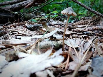 Close-up of mushroom growing on field