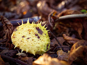 Close-up of mushroom growing on field