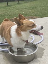High angle view of dog