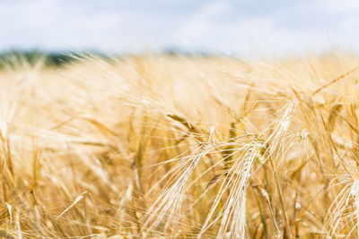 Close-up of stalks in wheat field