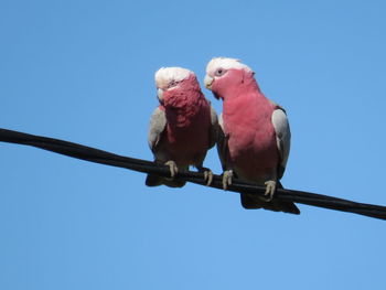 Low angle view of two galaxy birds perching on blue sky, australia 