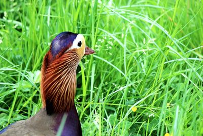 Close-up of mandarin duck on grassy field