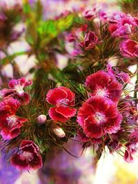 Close-up of flowers