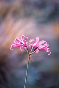 Close-up of pink flowering plant