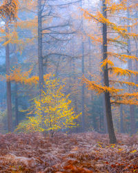 Trees in forest during autumn