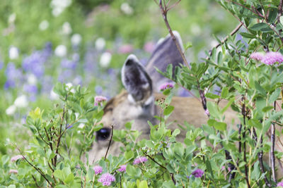 Close-up of bird perching on flower plants