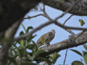 Bird perching on a tree