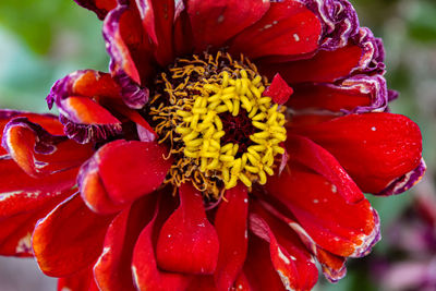 Close-up of raindrops on red rose