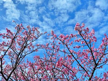 Low angle view of cherry blossoms against sky