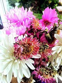 Close-up of pink flowers