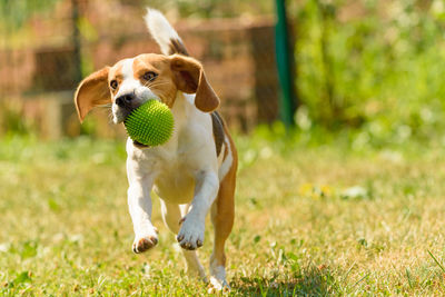 Dog running in grass