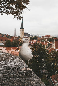 High angle view of seagull in city
