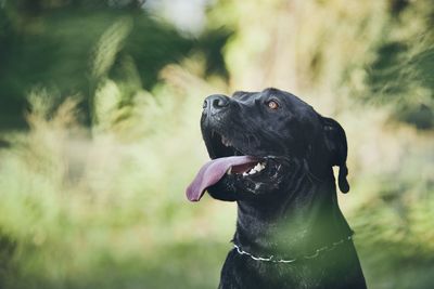 Close-up of dog looking away