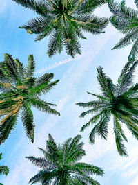 Low angle view of coconut palm tree against sky