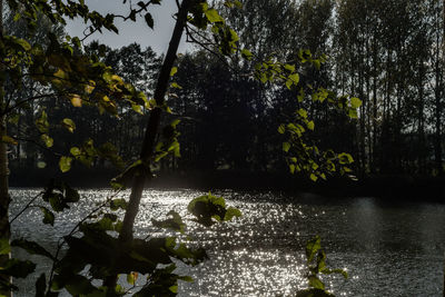 Trees by lake in forest against sky