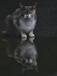 Portrait of cat sitting on floor