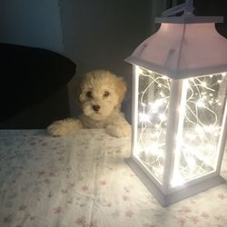 Portrait of dog at home