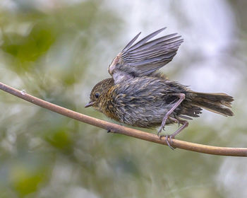 Close-up of bird perching on a tree