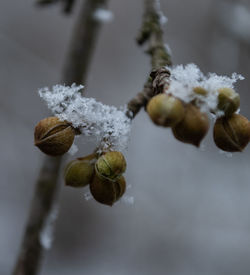 Close-up of frozen plant