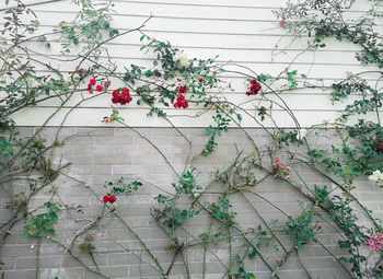 Flowering plants against wall