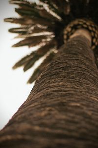 Low angle view of palm tree