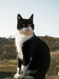 Cat sitting against clear sky