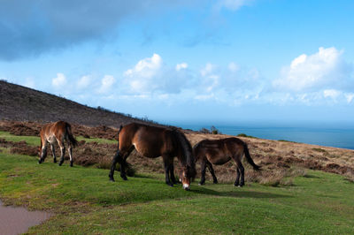Horses on field by sea against sky