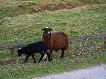 Sheep standing in a field