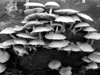 Close-up of mushrooms growing on field