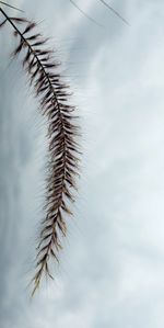 Close-up of single stalk against sky