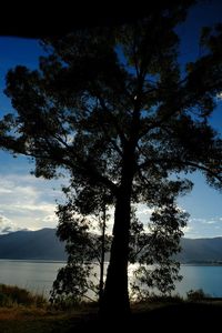 Silhouette tree by lake against sky