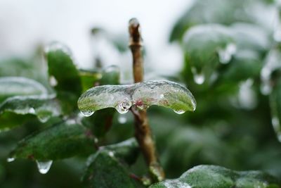 Close-up of frozen twig