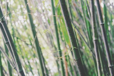 Close-up of plant